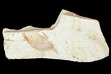 Partial Fossil Pea Crab (Pinnixa) From California - Miocene #105039-1